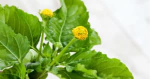 13 Beneficios de jambú - Para que sirve, propiedades y consejos