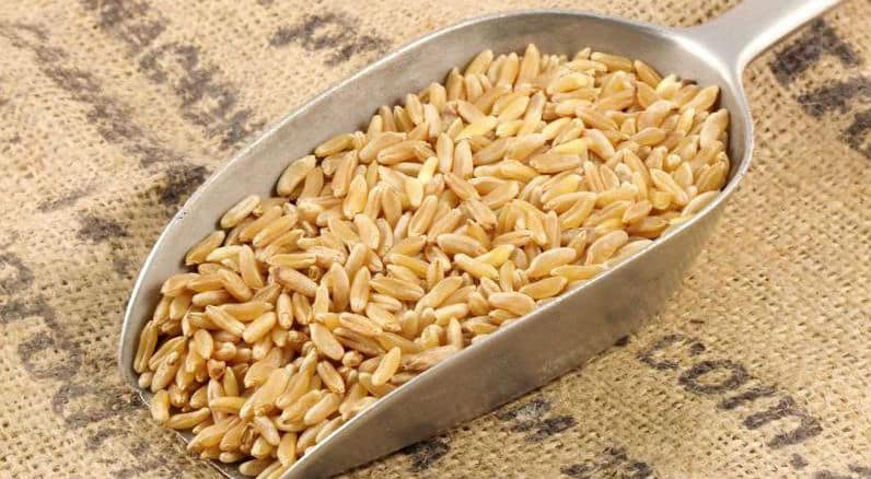 11 Beneficios del Kamut - El Que es, Propiedades y Recetas 1 11 Beneficios del Kamut - El Que es, Propiedades y Recetas 1