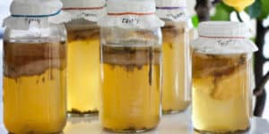 Kombucha Adelgaza? Beneficios, Como Hacer, Recetas y Consejos