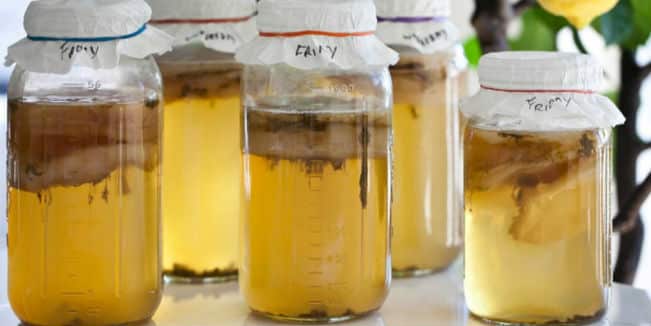 Kombucha Adelgaza? Beneficios, Como Hacer, Recetas y Consejos 1 Kombucha Adelgaza? Beneficios, Como Hacer, Recetas y Consejos 1