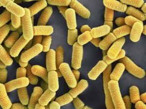 Lactobacillus Ayudan a Adelgazar?