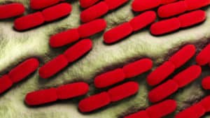 Lactobacillus Bulgaricus - El que es y para qué sirve
