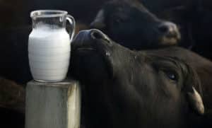 ¿La leche de Búfala tiene lactosa? Los beneficios y consejos