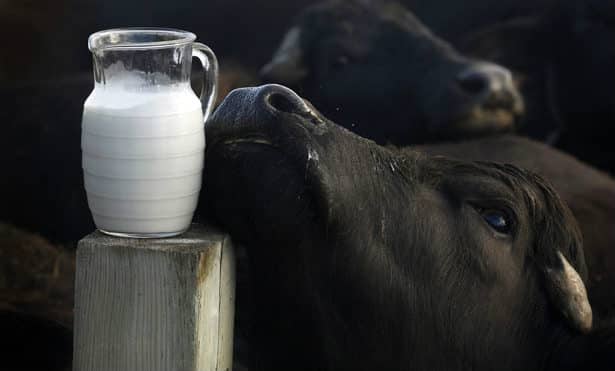 ¿La leche de Búfala tiene lactosa? Los beneficios y consejos 1 ¿La leche de Búfala tiene lactosa? Los beneficios y consejos