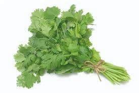 maáo de cilantro