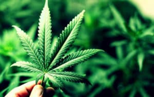 Fumar Marihuana Adelgaza o Engorda?