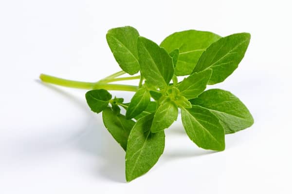 13 Beneficios de la Albahaca - Para Que Sirve y Propiedades 1 13 Beneficios de la Albahaca - Para Que Sirve y Propiedades 1