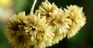 Té de marcela adelgaza? Para qué sirve contraindicaciones y beneficios