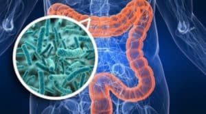 Lo Que Ayuda a que la Microbiota Intestinal?