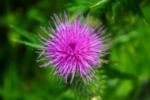 Milk thistle, ayuda a desintoxicar el hígado? ¿Cómo lo hace?