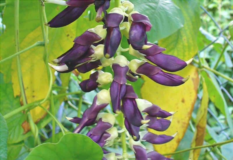Mucuna: ¿Qué es, beneficios, efectos secundarios y cómo tomar el