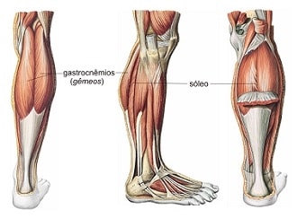 músculos-la pantorrilla