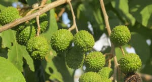 9 Beneficios de la Mutamba - ¿Qué es, para qué sirve, té y consejos