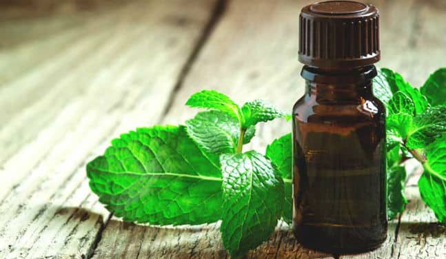 15 Beneficios del Aceite de Menta - Para Qué Sirve y Cómo Utilizar 1 15 Beneficios del Aceite de Menta - Para Qué Sirve y Cómo Utilizar 1