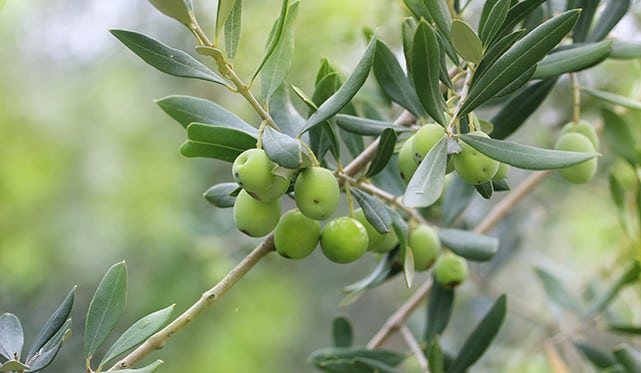 Té de Oliveira Adelgaza? 1 Té de Oliveira Adelgaza? 1