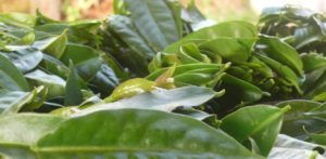 10 Recetas de ora-pro nóbis Light