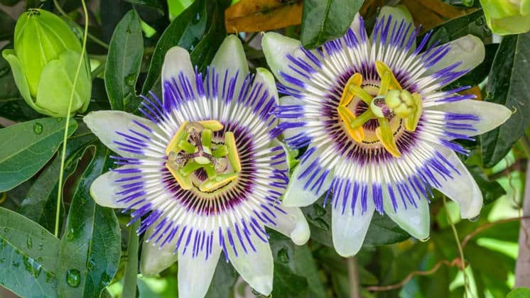 10 Beneficios de la flor de la pasión - Para Que Sirve, Efectos Secundarios y Indicaciones 1 10 Beneficios de la flor de la pasión - Para Que Sirve, Efectos Secundarios y Indicaciones 1