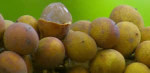 7 Beneficios de la Pitomba – Para que sirve la receta de un jugo y consejos