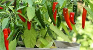Cómo Plantar Pimienta en Casa – 10 Pasos y Cuidados
