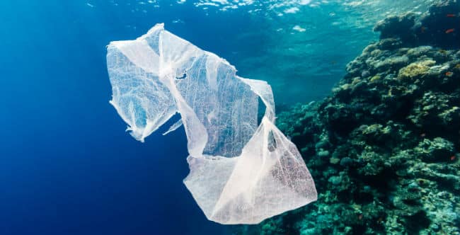 Consumidores de Frutos del Mar Ingieren hasta 11 mil Piezas de Plástico por Año 1 Consumidores de Frutos del Mar Ingieren hasta 11 mil Piezas de Plástico por Año 1