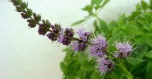 6 Beneficios del té de poleo - Para que sirve, El que es y indicaciones