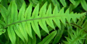 Polypodium leucotomos, Para que sirve, melasma y los efectos secundarios