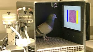 En el Estudio, las Palomas Fueron Capaces de Identificar el Cáncer de Mama en el 99% de
