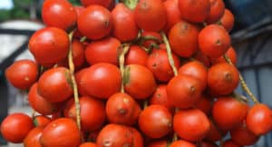 Fruta Pupunha Engorde? Beneficios, Ingresos, Calorías y Consejos