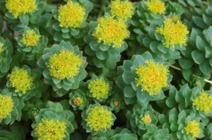 Rhodiola Rosea: ¿Qué es, Para qué sirve, sus beneficios y efectos secundarios