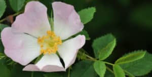 La rosa canina, que es, sus beneficios y para qué se utiliza?