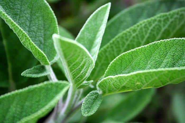Beneficios De La Salvia Para Que Sirve Y Propiedades Salud Responde