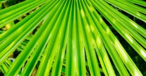 Saw Palmetto, Dice. ¿Qué es, Beneficios, Efectos Secundarios, Dosis,