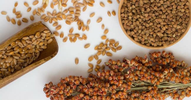 11 Beneficios del Sorgo - Para Que Sirve y Propiedades 1 11 Beneficios del Sorgo - Para Que Sirve y Propiedades 1