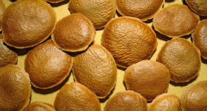 Cómo Hacer Té de Sucupira – Ingresos, Beneficios y Consejos