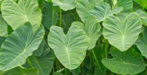Taro adelgazar? Los beneficios y, ¿Cómo lo hago?