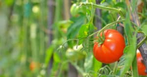 Hoja de tomate - Para que sirve, beneficios, té y cómo utilizar