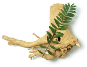 Eurycoma Longifolia: ¿Qué es, Beneficios, Efectos Secundarios y Como Tomar