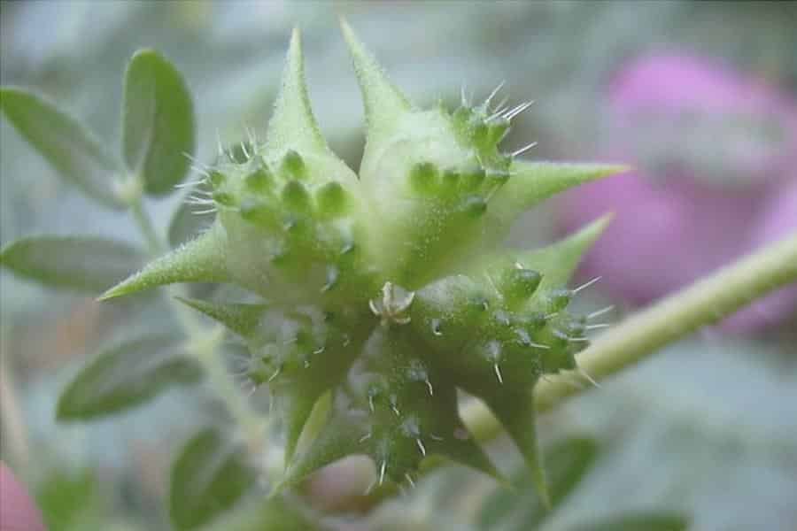 Tribulus Terrestris: ¿Cómo se Trabaja, los Efectos secundarios y Como Tomar el 1 Tribulus Terrestris: ¿Cómo se Trabaja, los Efectos secundarios y Como Tomar el 1