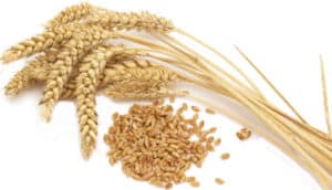 La Alergia al Gluten – Síntomas y El Que se Puede Comer