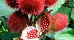 Té de achiote adelgaza? Para qué sirve, cómo hacer y beneficios