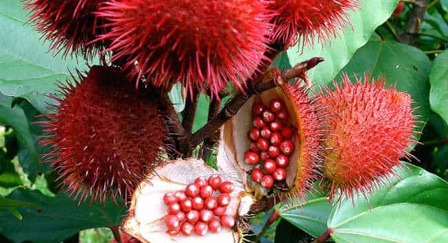 Té de achiote adelgaza? Para qué sirve, cómo hacer y beneficios 1 Té de achiote adelgaza? Para qué sirve, cómo hacer y beneficios