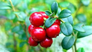 La Uva de Monte, Para Que Sirve, sus Beneficios y Propiedades