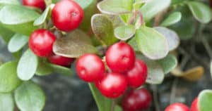10 Beneficios de la uva Ursi - Para que sirve y propiedades