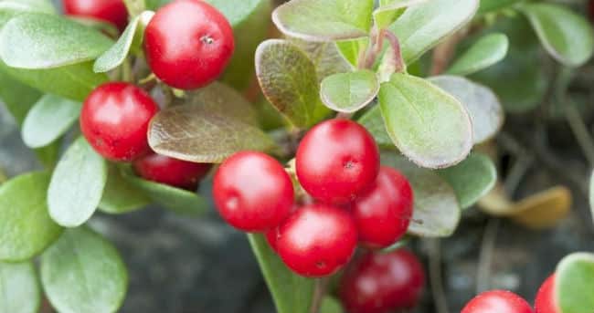10 Beneficios de la uva Ursi - Para que sirve y propiedades 1 10 Beneficios de la uva Ursi - Para que sirve y propiedades