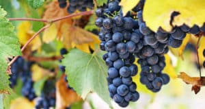 La dieta de la uva para adelgazar - Cómo funciona, menús y consejos