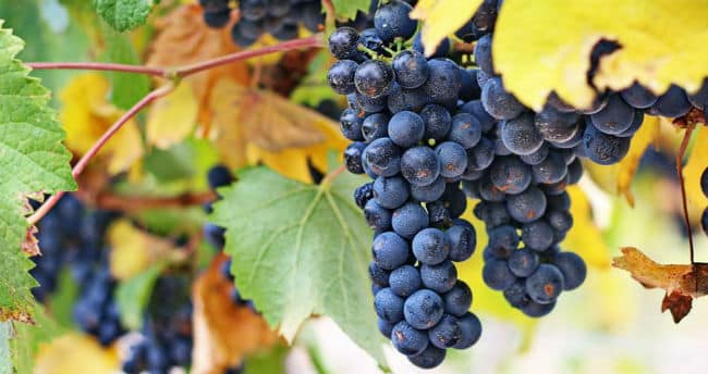 La dieta de la uva para adelgazar - Cómo funciona, menús y consejos 1 La dieta de la uva para adelgazar - Cómo funciona, menús y consejos