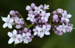 7 Beneficios de la Valeriana - para que sirve, gotas, té, tintura, cápsulas y más