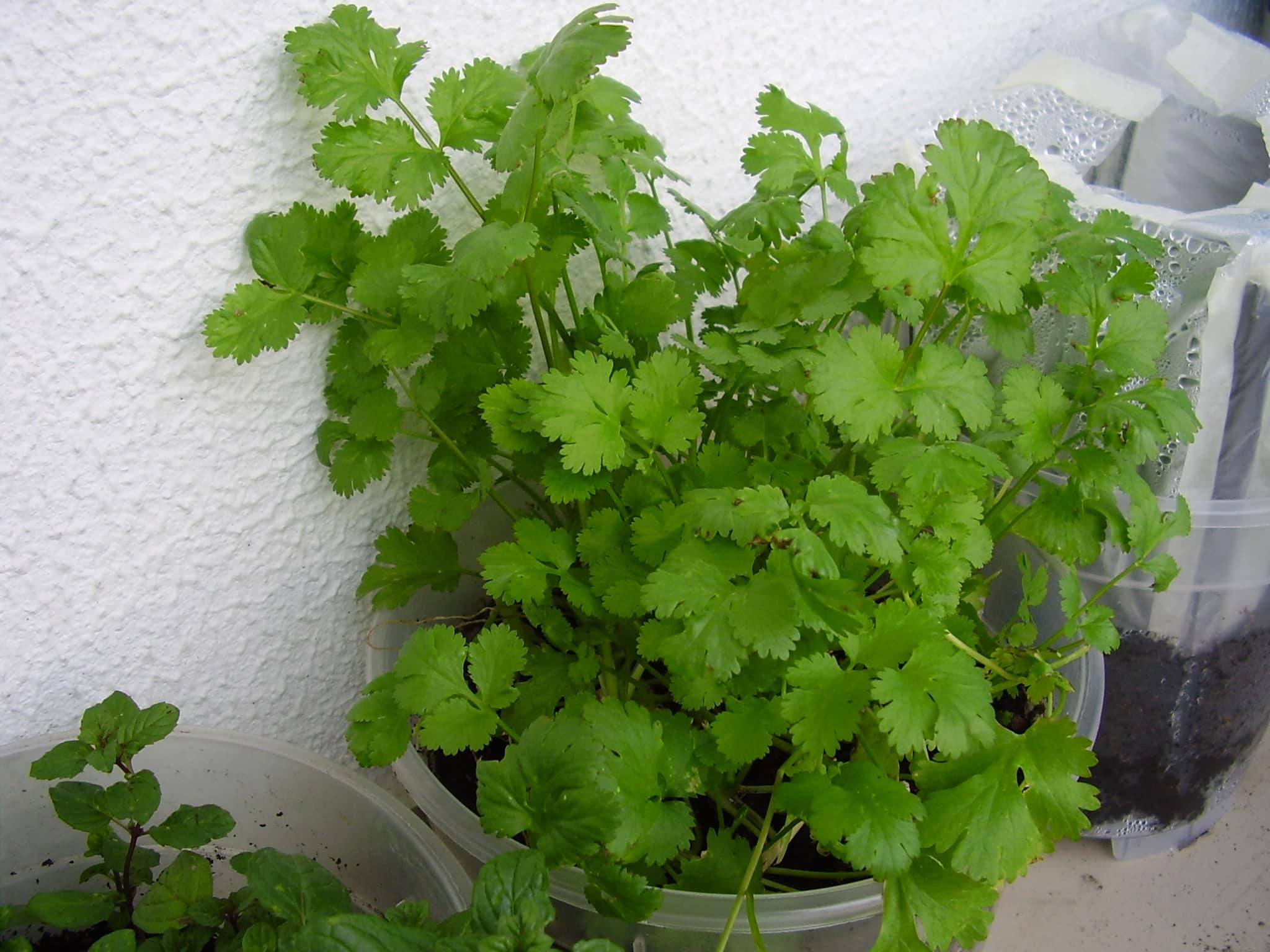 vaso de cilantro