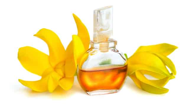 Ylang-Ylang, Para Que Sirve, sus Beneficios y Propiedades 1