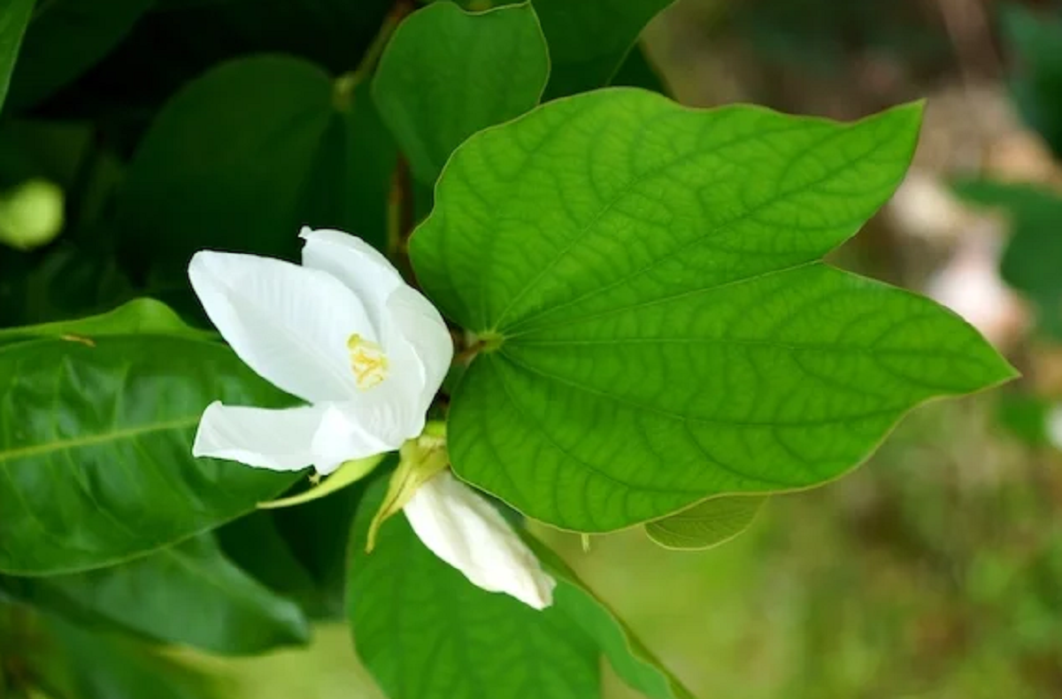 7 Beneficios del té de pata de vaca - Para que sirve y cómo hacer